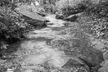 Yaz ormanında bir dere manzarası - siyah ve beyaz