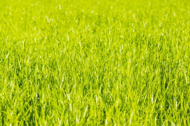 Parlak güneşli bir günde bahar çimenliği - çimenli bir arka plan