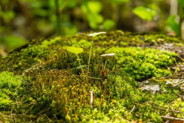 Eski kütüğe bitkiler - makro fotoğraf, yakın çekim