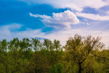 Bahar akşamı manzarası ağaçlarla ve bulutlarla dolu güzel bir gökyüzü