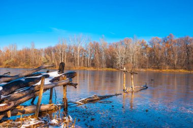 Kışın başlangıcında güzel klasik orman manzarası - ilk buzlu orman gölü, kıyıda dallar ön planda ve arka planda ağaçlar