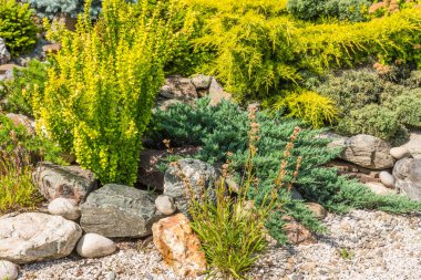 Manzara tasarımı elementi - dağ bitkileri ve taşlı kayalar