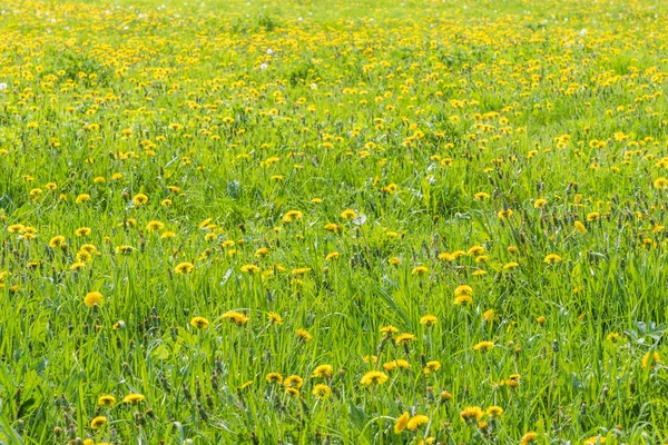 Belo Campo Dentes Leão Dia Ensolarado Brilhante Verão Fundo Primavera — Fotografia de Stock