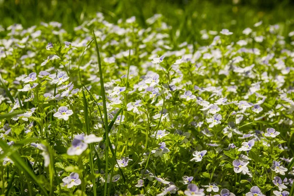 Glade Vadvirágokkal Tavaszi Erdőben — Stock Fotó