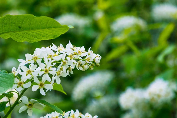 Una Rama Cerezo Pájaro Con Flores Cerca Fondo Natural Para —  Fotos de Stock