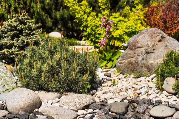 Landskap Design Ett Inslag Stenbrott Vacker Sammansättning Stenar Och Växter — Stockfoto