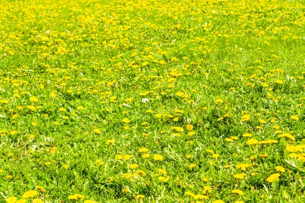 Hermoso Fondo Floral Verano Hierba Verde Dientes León Flor Campo —  Fotos de Stock