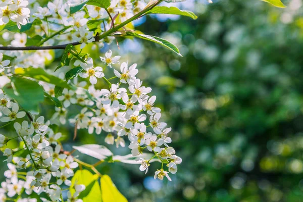 Une Branche Cerisier Aux Fleurs Gros Plan Fond Naturel Pour — Photo