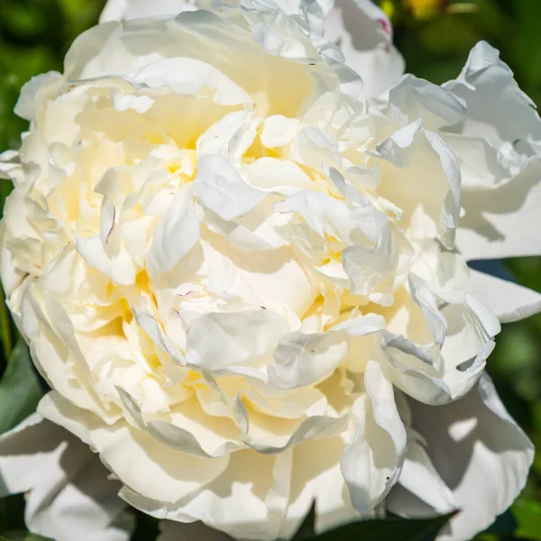 Duży Biały Piwonia Kwiat Zbliżenie — Zdjęcie stockowe