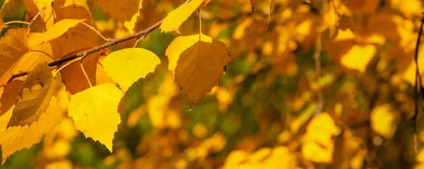 Fundo Natural Panorâmico Outono Folhas Vidoeiro Amarelo Dourado Iluminadas Pelo — Fotografia de Stock