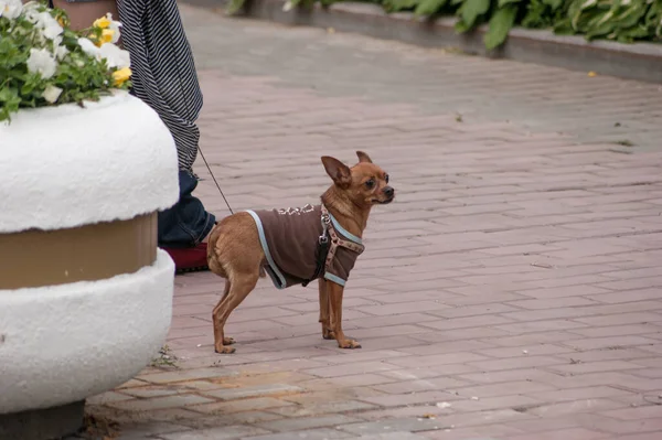 Jovem Caminhando Com Cão Parque Verão — Fotografia de Stock