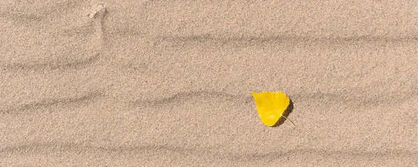 Panoramiczne Jesienne Tło Jeden Żółty Liść Piasku Tekstura Piasku Przestrzeń — Zdjęcie stockowe