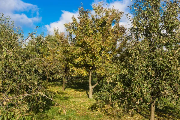 Frutteto Mele Autunno — Foto Stock