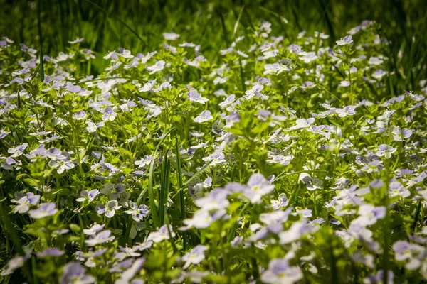 Glade Com Flores Silvestres Floresta Primavera — Fotografia de Stock