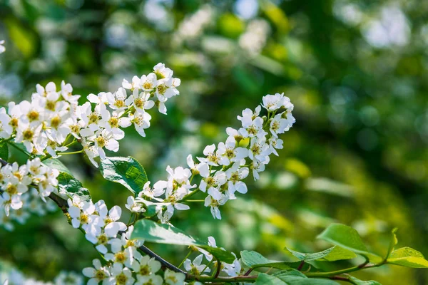 Une Branche Cerisier Aux Fleurs Gros Plan Fond Naturel Pour — Photo