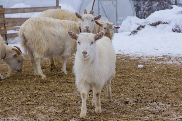 Goats Farm Winter — Stock Photo, Image