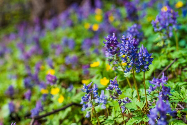 Krásné Modré Květy Jedovatého Aconitu Svahu Lesa — Stock fotografie