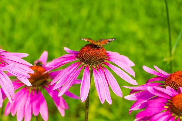 Motýl Kvetoucím Květu Echinacea Detailní Záběr — Stock fotografie