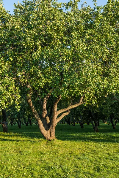 Güneşli Bir Günde Bahçede Büyük Bir Elma Ağacı — Stok fotoğraf