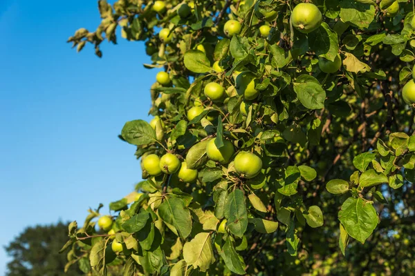 Olgunlaşmamış Yeşil Elmalar Dalda — Stok fotoğraf