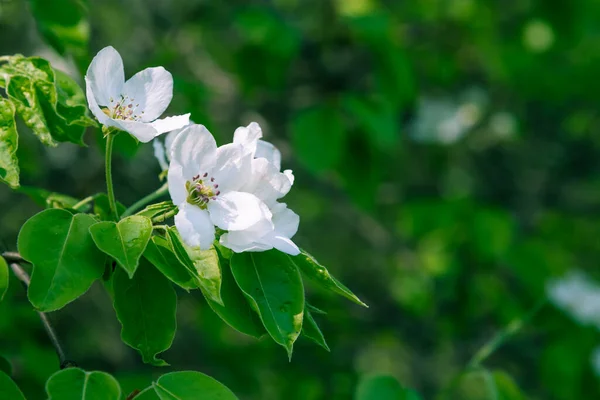 Mooie Delicate Bloemen Bloeiende Appelboom Met Groene Wazig Achtergrond Template — Stockfoto