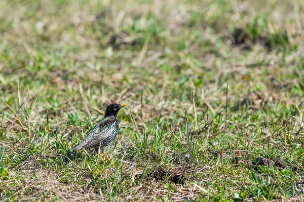 Starling Hierba Primavera — Foto de Stock