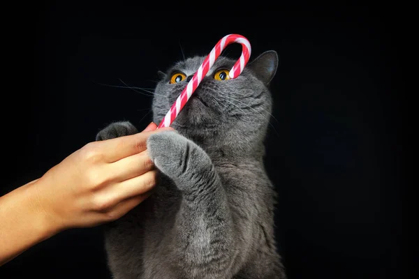Britská Modrá Kočka Vánoční Lízátko Zblízka Tmavém Pozadí — Stock fotografie
