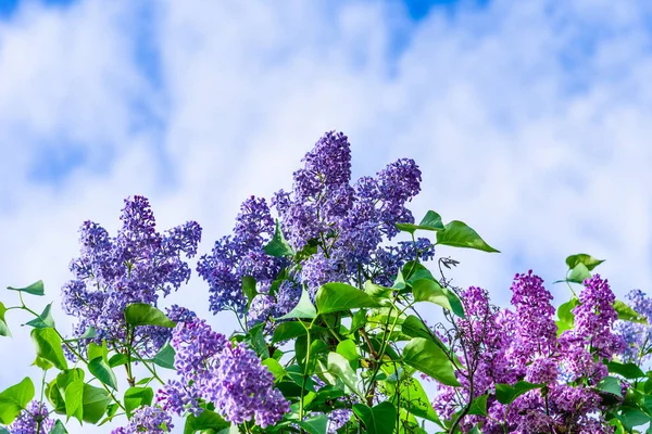 Branches Lilas Rose Violet Fleuri Contre Beau Ciel Espace Copie — Photo