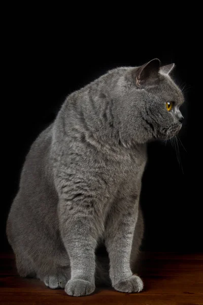 Beautiful British Short Haired Cat Black Background Close — Stock Photo, Image