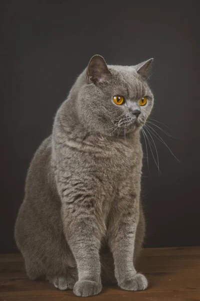 Überraschte British Blue Shorthair Cat — Stockfoto