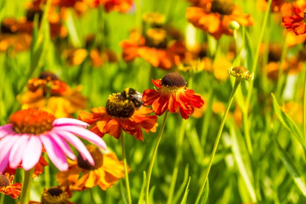 Flores Brilhantes Iluminadas Pelo Sol Verão Jardim — Fotografia de Stock