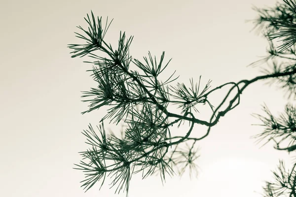 Japanese Pine Close Branch Selective Focus — Stock Photo, Image