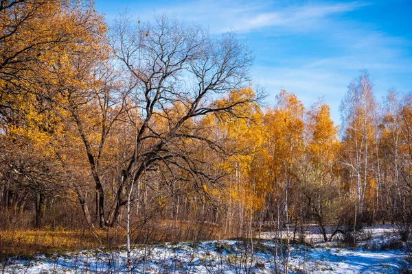 美丽的森林景观在晚秋或早冬 有金黄色叶子的树木 地面上的第一场雪和背景上美丽的蓝天 林地里的秋天的桦树和橡树 — 图库照片