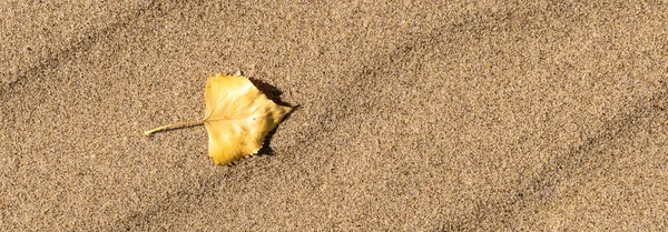 Fundo Outono Panorâmico Uma Folha Amarela Areia Textura Areia Espaço — Fotografia de Stock