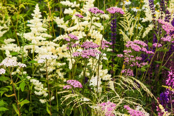 Letní Louka Kvetoucími Bylinkami Zblízka Přírodní Zázemí — Stock fotografie