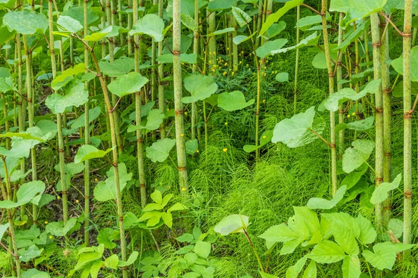 Beau Fond Floral Herbe Verte Dans Une Forêt Gros Plan — Photo