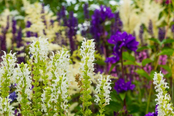 stock image Summer meadow with blooming herbs close-up - natural background