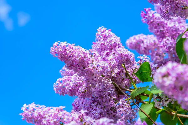 Une Branche Lilas Violet Fleuri Sur Fond Ciel Bleu Gros — Photo