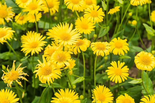 Flores Elecampane Medicinal Perto — Fotografia de Stock