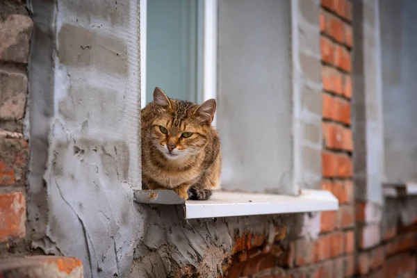 Beautiful cat sits on the window ledge in the street.
