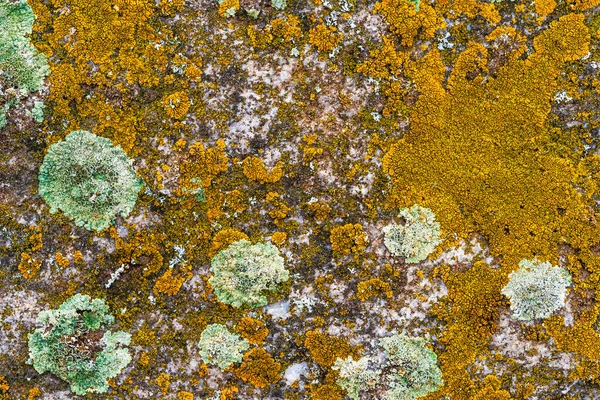 Eski yosun ve yosunlarla kaplı taş yüzey, güzel grunge arka plan