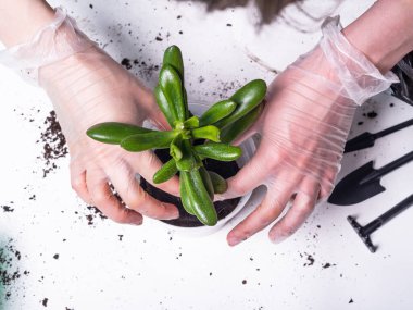 Yeni toprak Crassula Ovata ile birlikte bir saksıya çiçek eker. Yakın plan, eldivenli eller ve bir bitki.