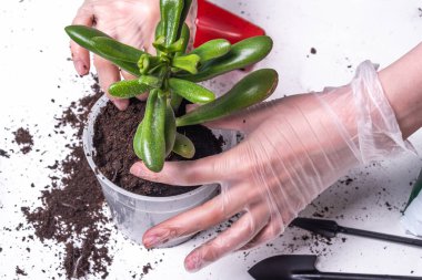 Yeni toprak Crassula Ovata ile birlikte bir saksıya çiçek eker. Yakın plan, eldivenli eller ve bir bitki.