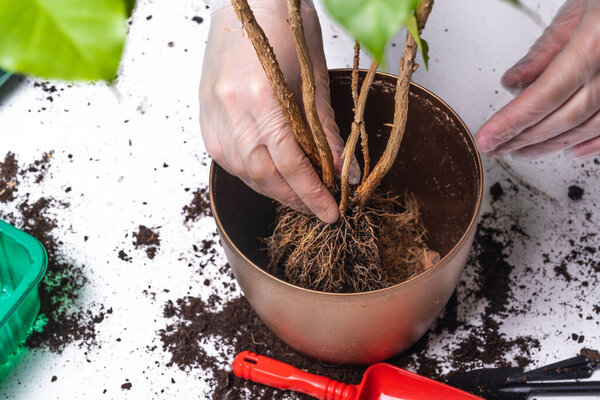 Woman woman perches Chinese rose - hibiscus in a pot with fresh fertile soil - close-up