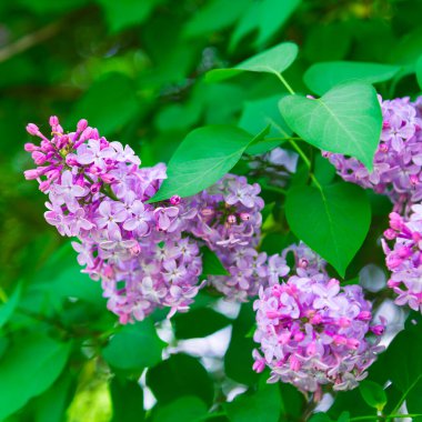 Çiçek açan leylakların ve güzel yeşil yaprakların olduğu bir pankart. Bahar kartı