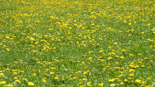 Banner Campo Com Grama Verde Flores Dente Leão Amarelas Florescentes — Fotografia de Stock