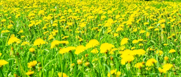 Banner Campo Com Grama Verde Flores Dente Leão Amarelas Florescentes — Fotografia de Stock