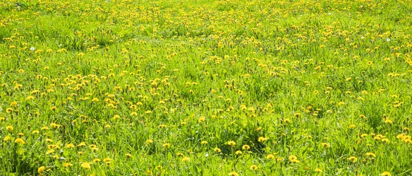 Baner Pole Zieloną Trawą Kwitnącymi Żółtymi Kwiatami Mniszka Lekarskiego Panoramiczne — Zdjęcie stockowe
