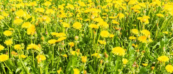 Estandarte Campo Con Hierba Verde Las Flores Que Florecen Amarillas — Foto de Stock