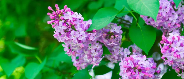 Bannière Avec Des Branches Lilas Fleurs Belles Feuilles Vertes Carte — Photo